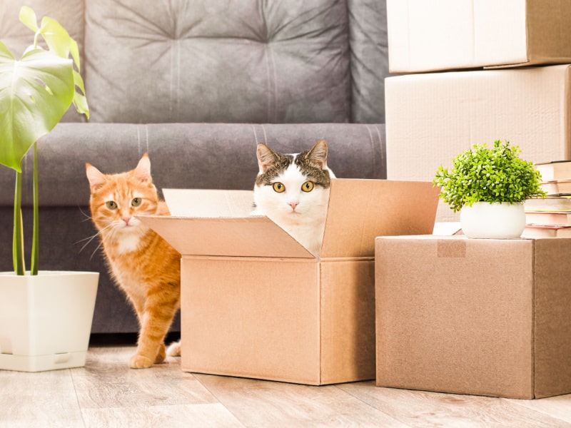 Moving With Pets: A Guide For Keeping Your Furry Friends Safe