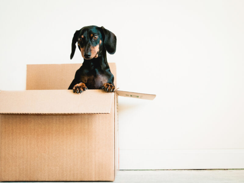 Dog,In,A,Box,On,White,Background