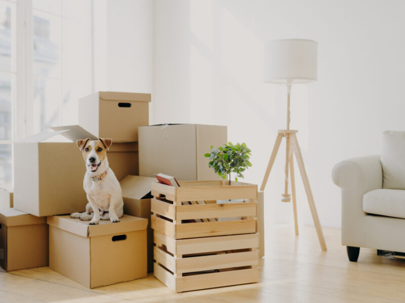 Moving Internationally with Pets? Here’s What You Need to Know