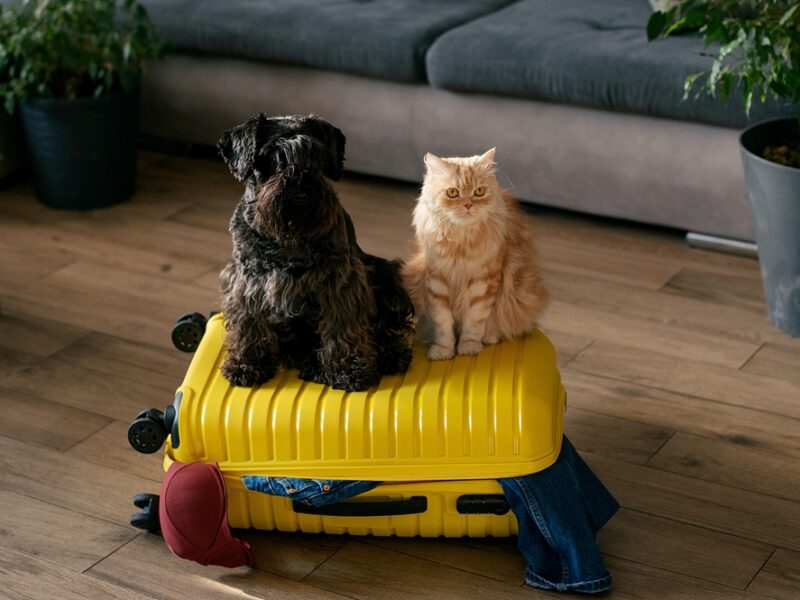 Choosing the Right Travel Option for Your Pet