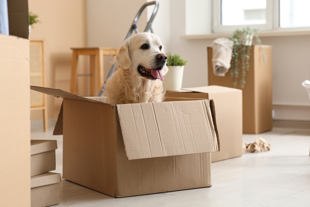 Helping Pets Adjust to Their New Home